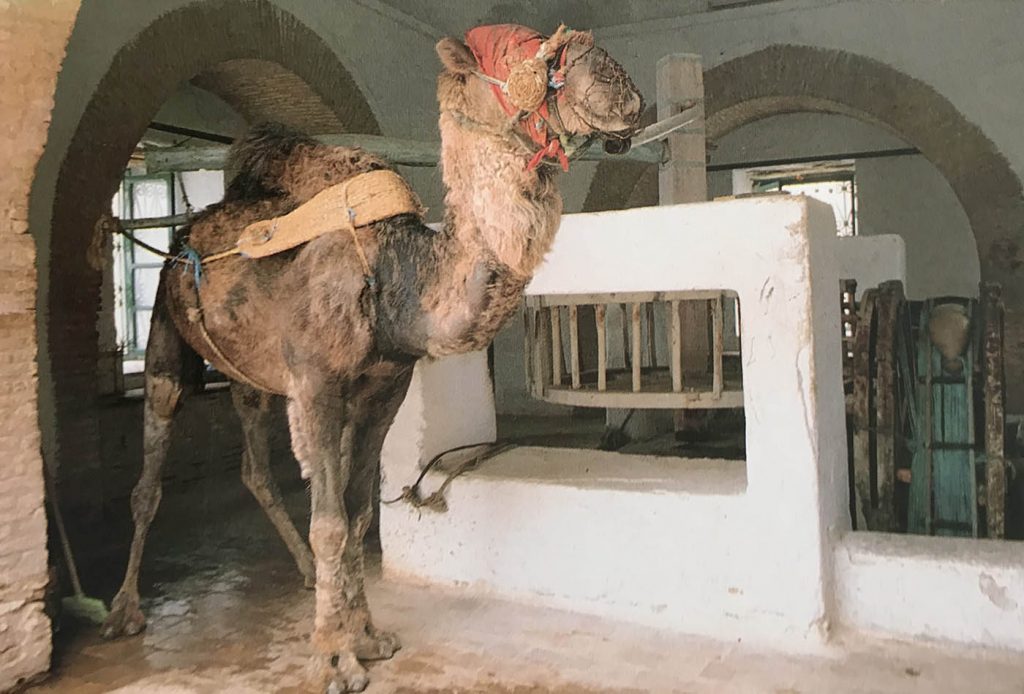 Kayrevan'da geçmişten günümüze gelmiş deve ile su çekilen kuyu