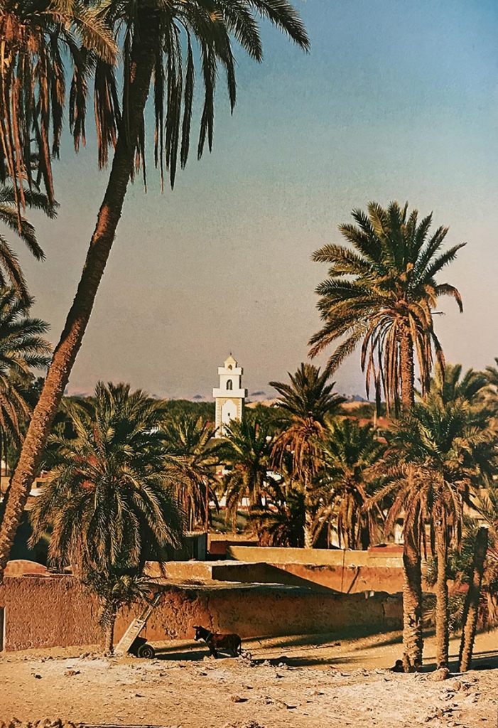 Güney Tunus'da palmiye ağaçları